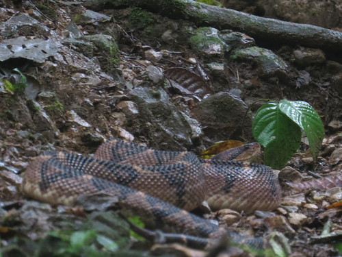 Chocoan bushmaster