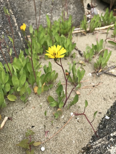 Image of Ixeris japonica by no rights reserved