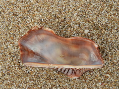 Arca pacifica