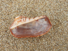 Arca pacifica