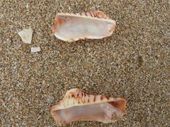 Arca pacifica