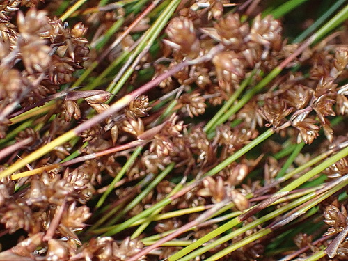 Image of Mastersiella purpurea by no rights reserved