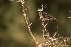 Eurocephalus ruppelli