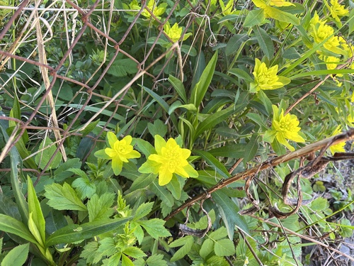 Euphorbia epithymoides