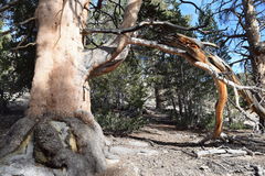 Pinus contorta murrayana