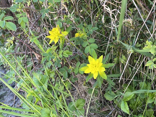 Euphorbia epithymoides