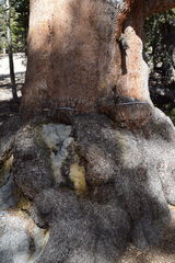 Pinus contorta murrayana