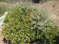 Munzothamnus blairii