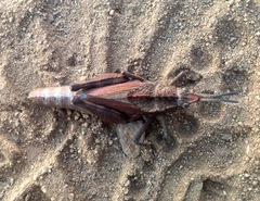 Dracotettix monstrosus