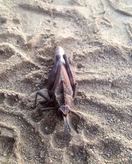 Dracotettix monstrosus