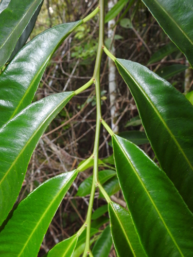 Pleradenophora tuerckheimiana, 2023-04-28