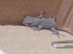 Sceloporus occidentalis
