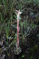 Echeveria heterosepala