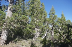 Athrotaxis cupressoides