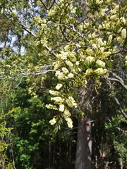 Acacia riceana
