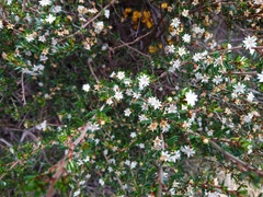 Spyridium ulicinum