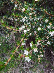 Spyridium ulicinum