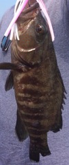 Cephalopholis panamensis