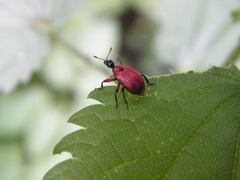 Apoderus coryli