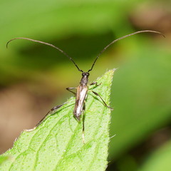 Mecynopus cothurnatus