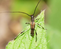Mecynopus cothurnatus