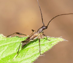 Mecynopus cothurnatus