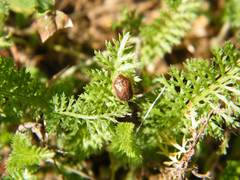 Hypocassida subferruginea