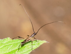 Mecynopus cothurnatus