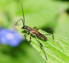 Mecynopus cothurnatus