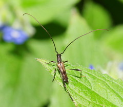 Mecynopus cothurnatus