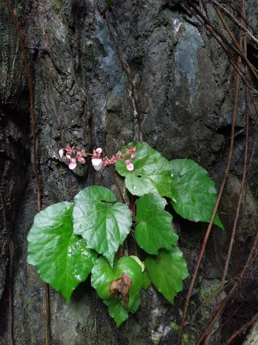 Begonia mindorensis observed 2023-05-04