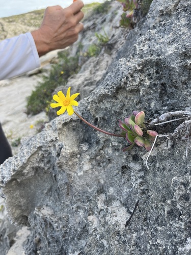 Image of Othonna sp2 by (c) Charleen Brunke, some rights reserved (CC BY)