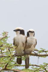 Eurocephalus ruppelli