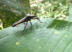 Acocopus
