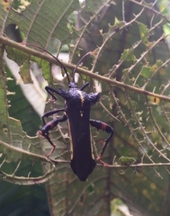 Acocopus