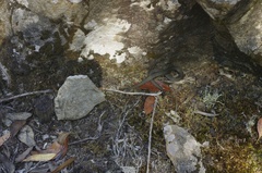 Drysdalia coronoides