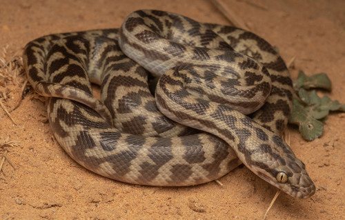 Children's Python sighting