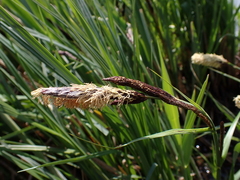 Carex buekii, photograph (c) carnifex, some rights reserved (CC BY)
