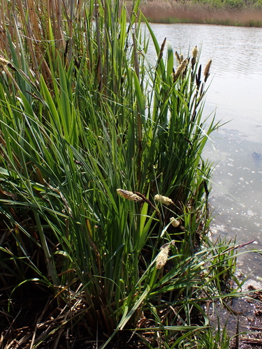 Carex buekii, photograph 5