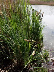 (c) carnifex, some rights reserved (CC BY) Carex buekii, photograph (c) carnifex, some rights reserved (CC BY)