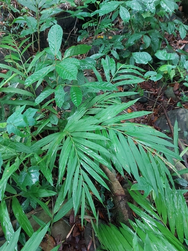 Wurfbainia Rubrofasciata · NaturaLista Colombia