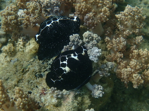 Common Egg Cowry — seen at this dive site
