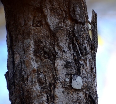 Lygodactylus chobiensis