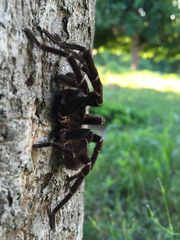 Cyrtopholis portoricae