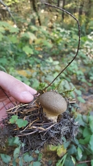 Lycoperdon nigrescens