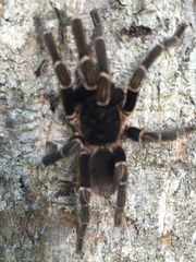 Cyrtopholis portoricae