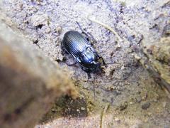 Abax ovalis