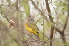 Telophorus sulfureopectus