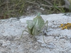 Ameles spallanzania