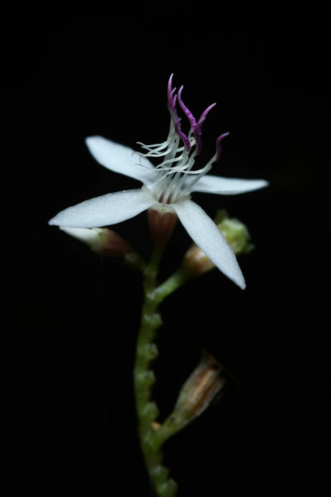 Macrocentrum latifolium
